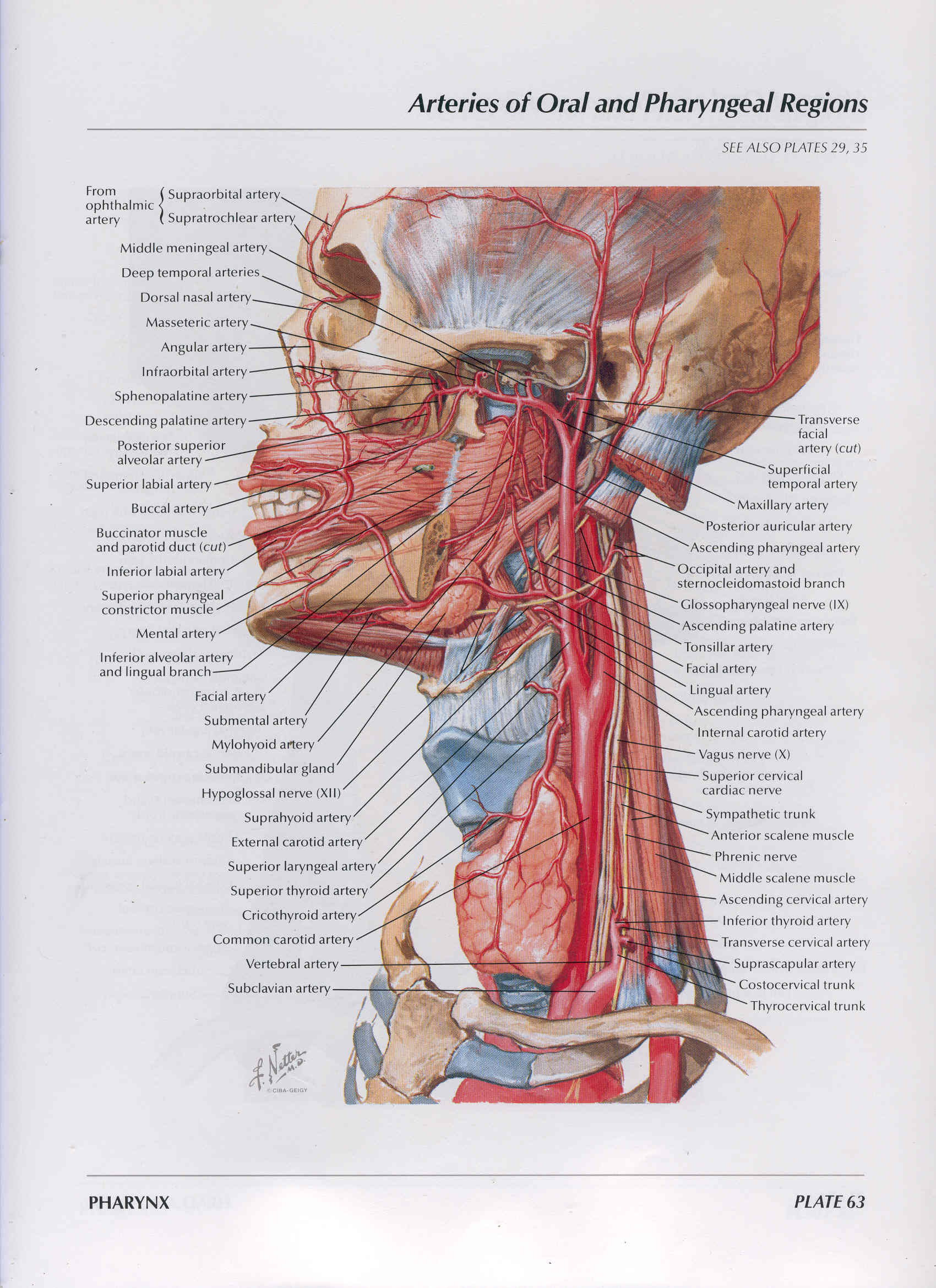 Сонные артерии на шее человека фото