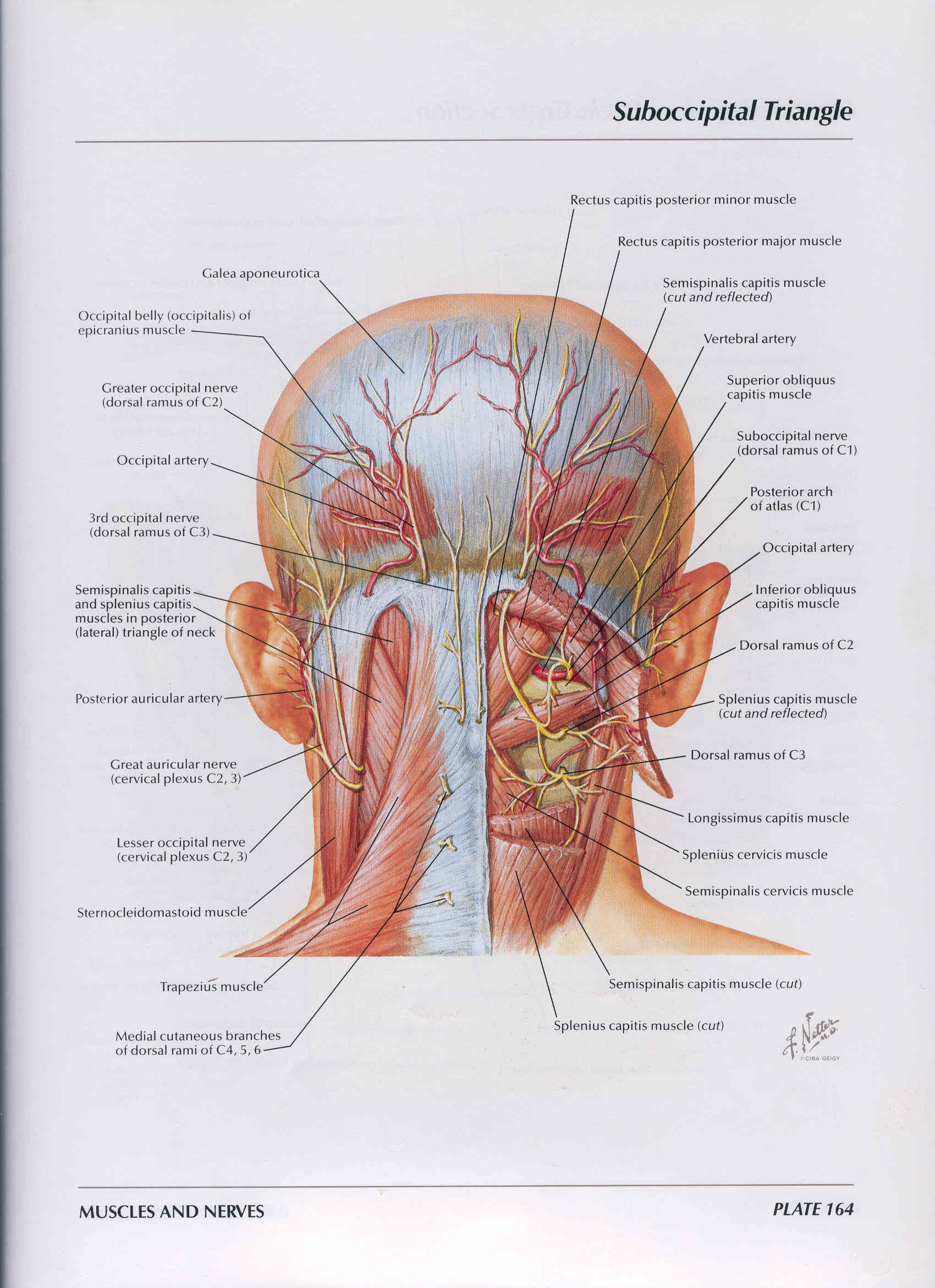 Часть шеи ниже затылка. Затылок человека анатомия. Строение затылка головы.