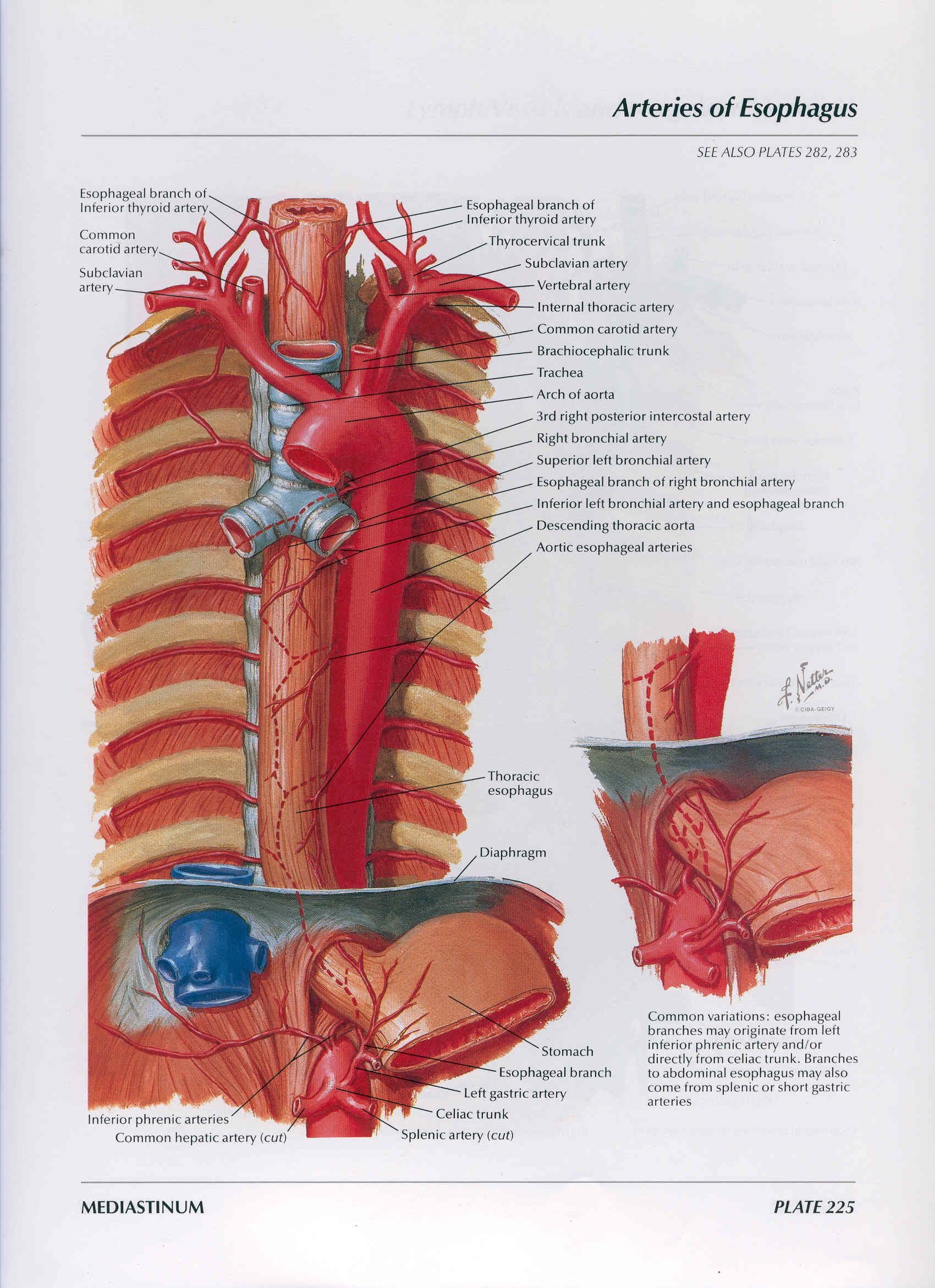 Пищевод 2023. Анатомия грудной клетки Неттер. Пищевод анатомия Неттер. Пищевод атлас анатомия. Пищевод анатомия Синельников.
